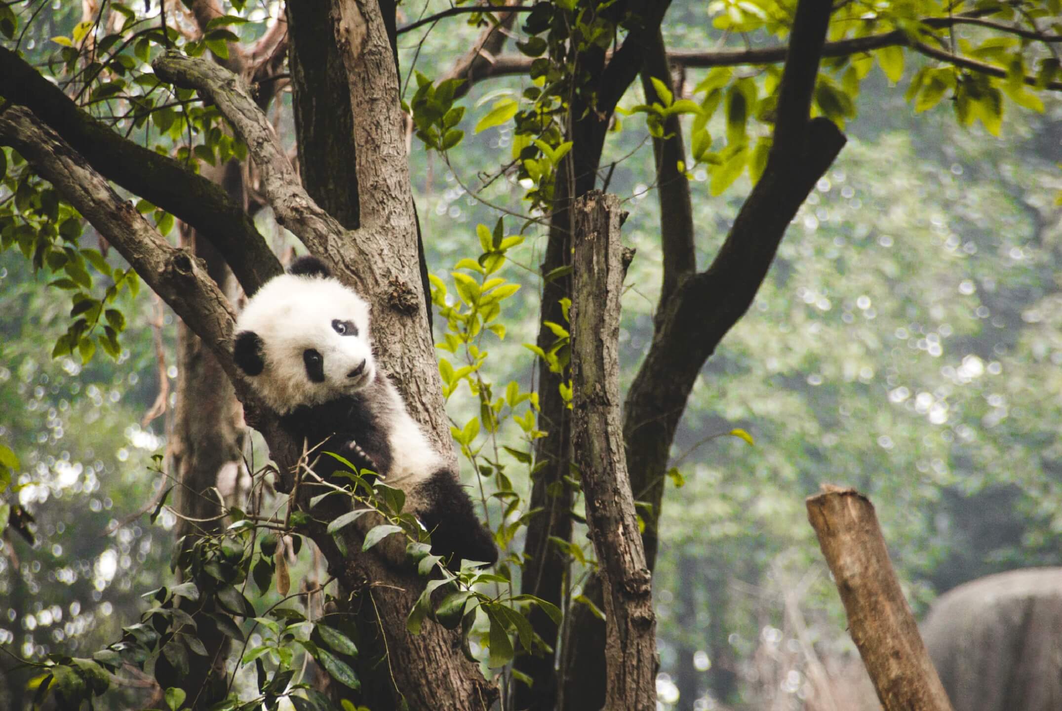 Chengdu Research Base of Giant Panda Breeding, China